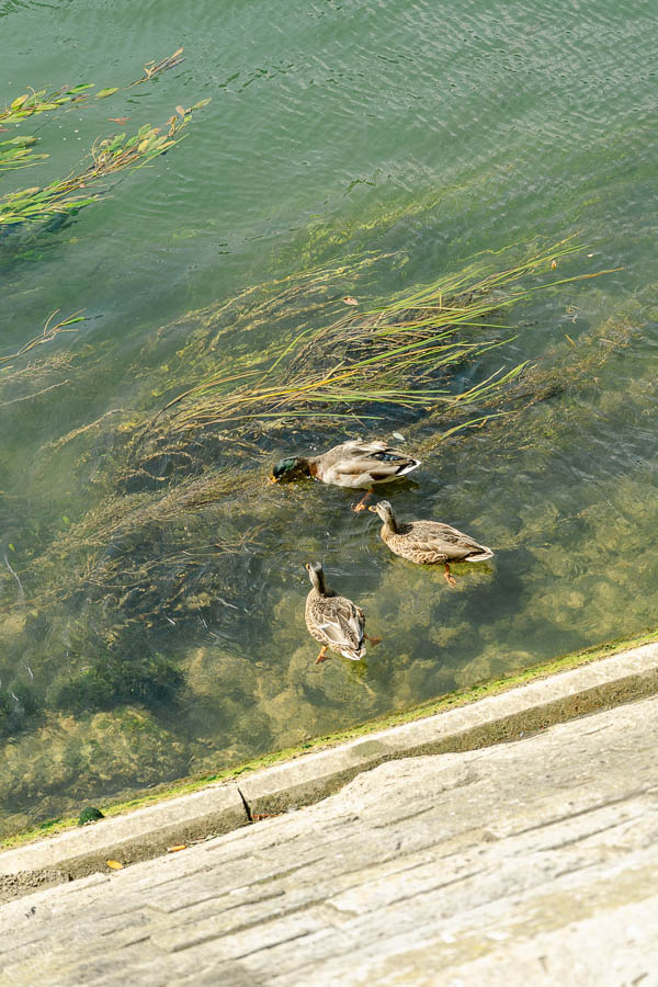 ducks river seine